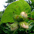 Лещина (Орешник) Nottingham fruhe Лещина (Орешник) Nottingham fruhe
