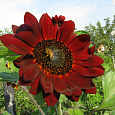 Подсолнечник однолетний Цыган