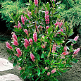 Клетра ольхолистная Pink Spire Клетра ольхолистная Pink Spire