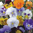 Виола крупноцветковая Кетс Микс