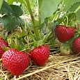 Земляника садовая Сельва