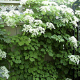 Гортензия черешковая Петиоларис Гортензия черешковая Петиоларис