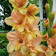 Гладиолус крупноцветковый Кейн