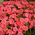 Петуния каскадная Рэмблин Салмон Капри