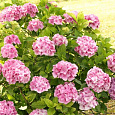 Гортензия крупнолистовая Гамбург