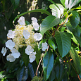 Гортензия плетистая