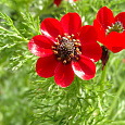 Адонис летний Красный Адонис летний Красный