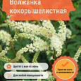 Волжанка кокорышелистная