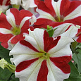 Петуния грандифлора Саксесс 360° Ред Стар
