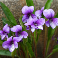 Виола (Фиалка, Анютины глазки) маньчжурская