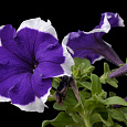 Петуния грандифлора Хулахуп Блю