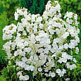 Флокс друммонда Промис белый Флокс друммонда Промис белый