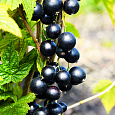 Смородина черная Ядреная
