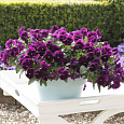 Виола ампельная Кул Вэйв Парпл
