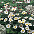 Анациклюс (Испанская ромашка) депрессум Белый