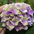 Гортензия крупнолистовая Мэджикал Аметист