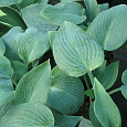 Хоста гибридная Хедспен Блу Хоста гибридная Хедспен Блу