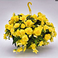 Бегония ампельная Йеллоу