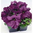 Петуния грандифлора Лимбо Джи Пи	Дип Парпл