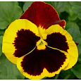 Виола крупноцветковая Селло Еллоу ред Винг