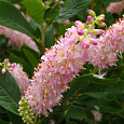 Клетра ольхолистная Pink Spire Клетра ольхолистная Pink Spire