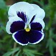Анютины глазки Мальвина