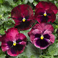 Виола крупноцветковая Колоссус Роуз виз Блотч