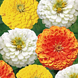 Цинния изящная Цитрусовый коктейль