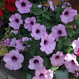 Петуния каскадная Рэмблин Аметист