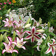 Лилия восточная Спектатор