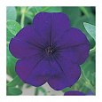 Петуния ампельная Опера Синяя