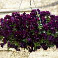 Виола ампельная Кул Вэйв Парпл
