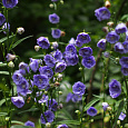 Колокольчик (Кампанула) персиколистный La Belle Blue