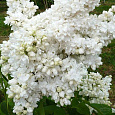 Сирень d' Alice Harding 
