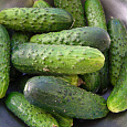 Огурец гибридный Бидретта F1
