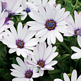 Остеоспермум Пэшн Вайт