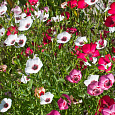 Лен Крупноцветковый Смесь окрасок