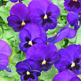 Виола крупноцветковая Инспайер Плюс Блю Блотч