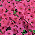 Петуния каскадная Рэмблин Неон Роуз
