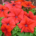 Петуния крупноцветковая Ласка F1