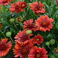 Гайллардия гибридная Бургундер