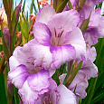 Гладиолус Бамбино Кондор Паса