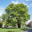 Клен ложноплатановый Леопольди Клен ложноплатановый Леопольди