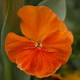 Виола крупноцветковая Дельта Пьюр Оранж