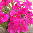 Петуния грандифлора Суперкаскад Роуз